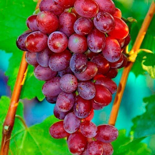 Сажанец Виноград Андрюша (36264)