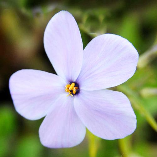 Флокс Florium Stolonifera Blue Ridge (15100)