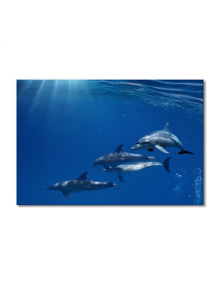 Картина модульная Семейство дельфинов 1 модуль 80x120 см