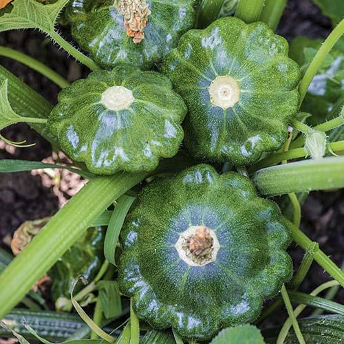 Семена Патіссон Florium Старшип F1 (10049)