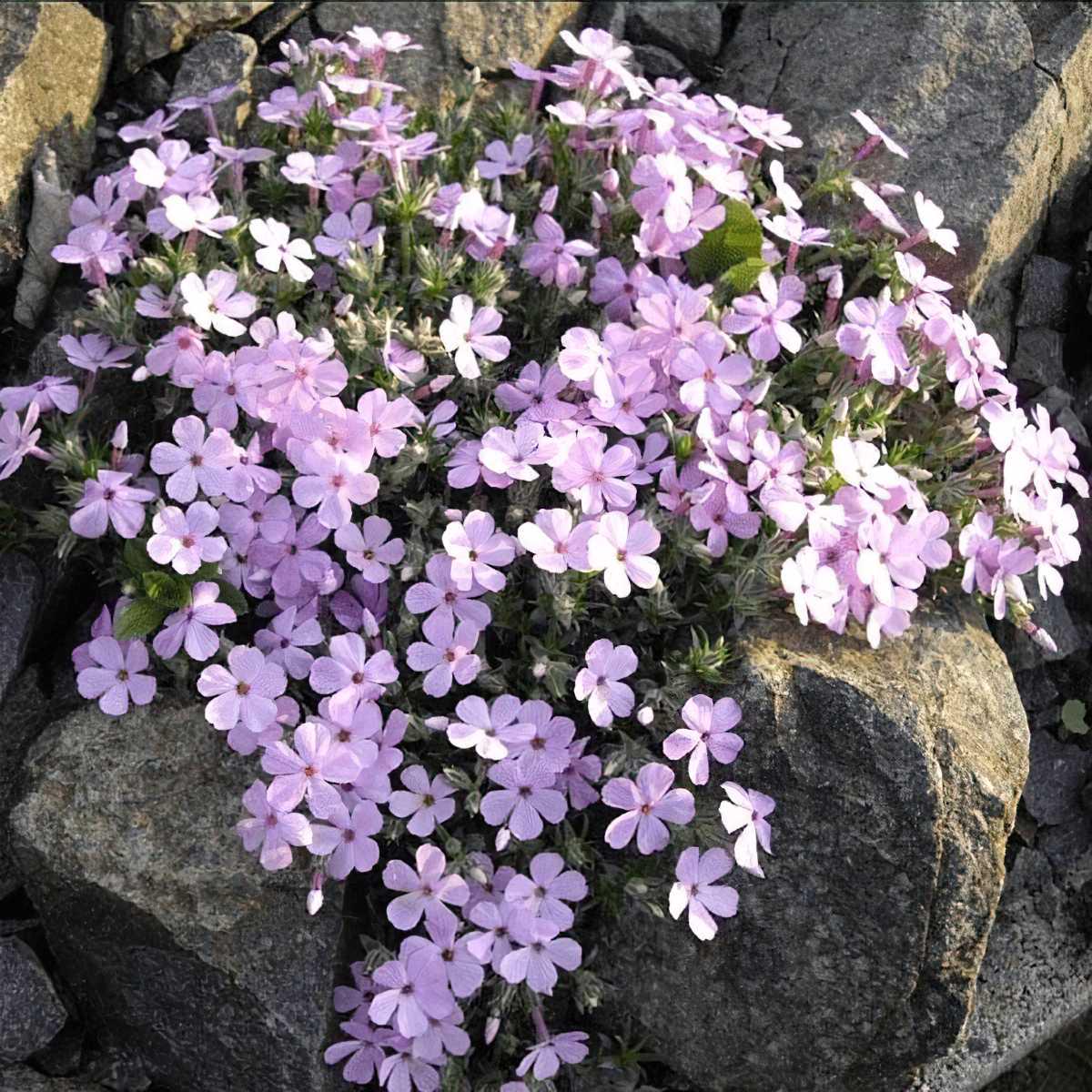 Флокс шиловидный Dobrodar Phlox Lilac Cloud 1 шт. (38292717) Флокс шиловидный Dobrodar Phlox Lilac Cloud 1 шт. (38292717)