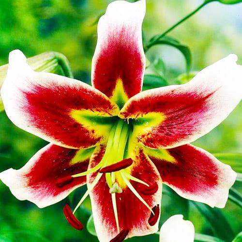 Лилия Leslie Woodriff Florium (3851)