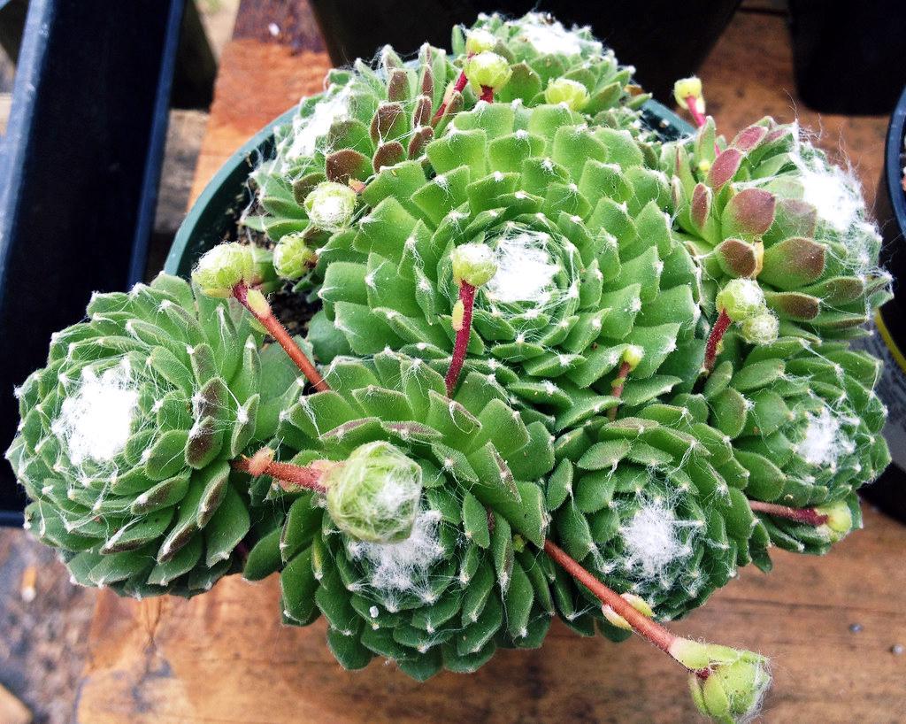 Саджанець Молодило павутинне Sempervivum arachnoideum 3 шт.