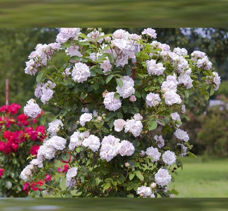 Роза Ash Wednesday Плетистая в контейнере (2558766774) - фото 3