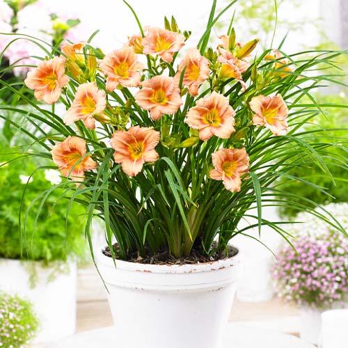 Лілійник Florium EveryDaylily Rose (18224)