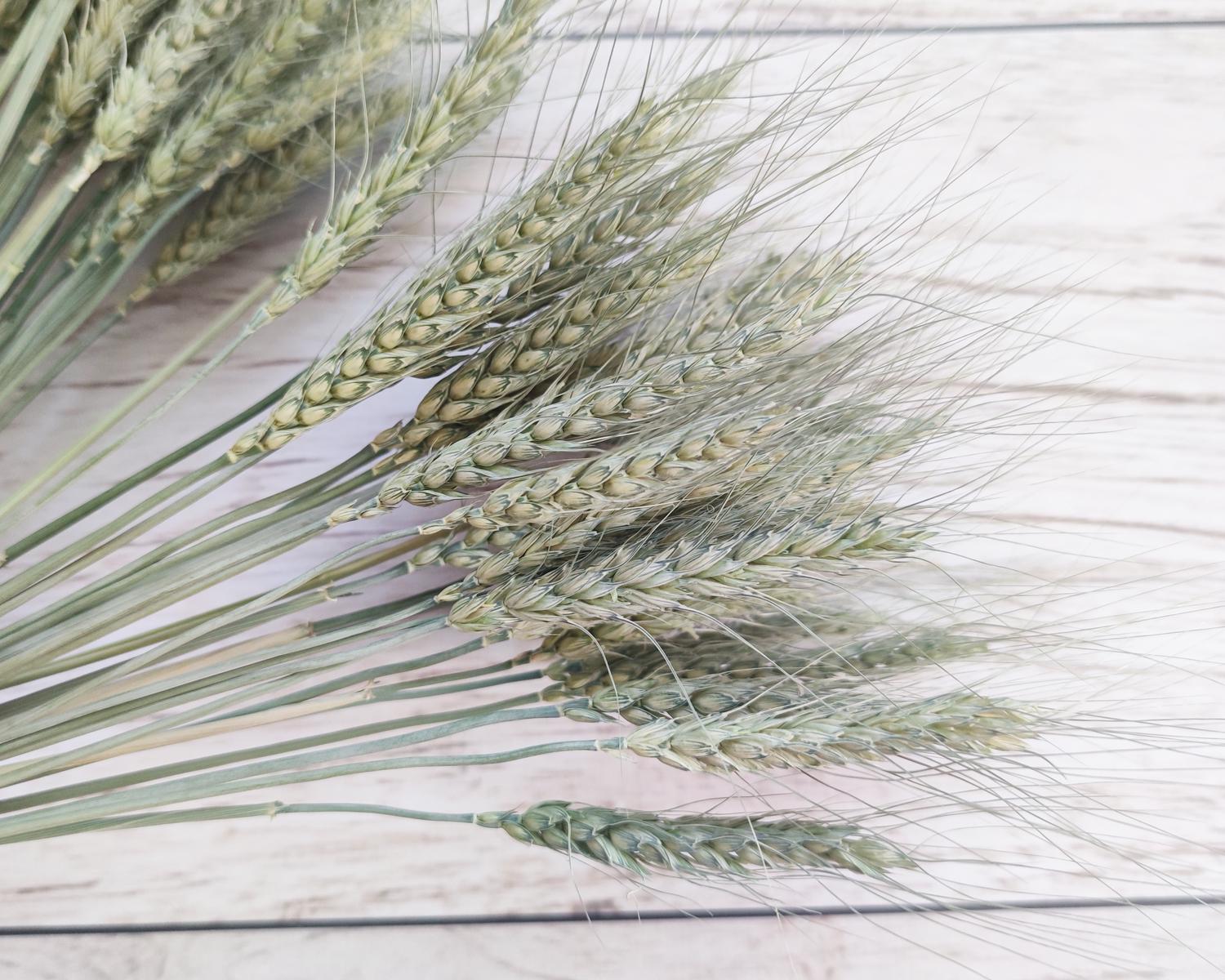 Колоски пшениці натуральні пучок 30 шт. (2662029554)