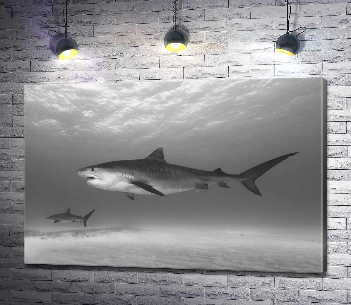 Картина ArtPoster Тигровые акулы в поисках добычи 130x87 см Модуль №1 (002482)