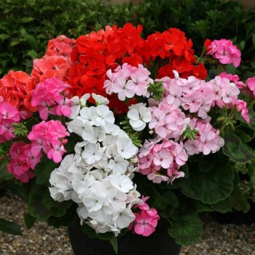 Семена цветов Floranova Пеларгония Inspire Formula Mix 50 шт. (BN07702-3)