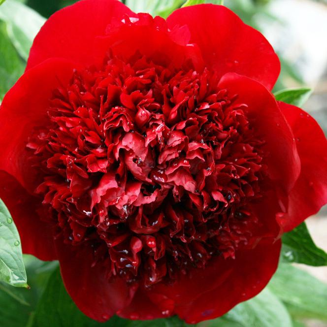Півонія Ред Шарм Red Charm 3 шт. (38291891)