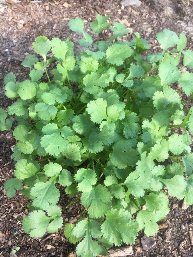 Насіння Коріандр Бурштин кінза 4 г 450 шт. (RS-00906) - фото 5