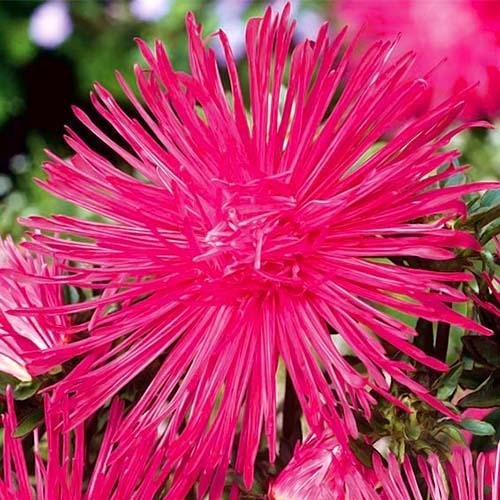 Семена Астра Florium игольчатая Розовый Юбилей (17745)