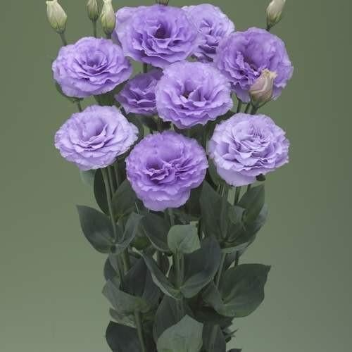 Семена цветов Эустома Лизиантус Arena 3 Lavender Takii 10 шт. (BN13270-4)
