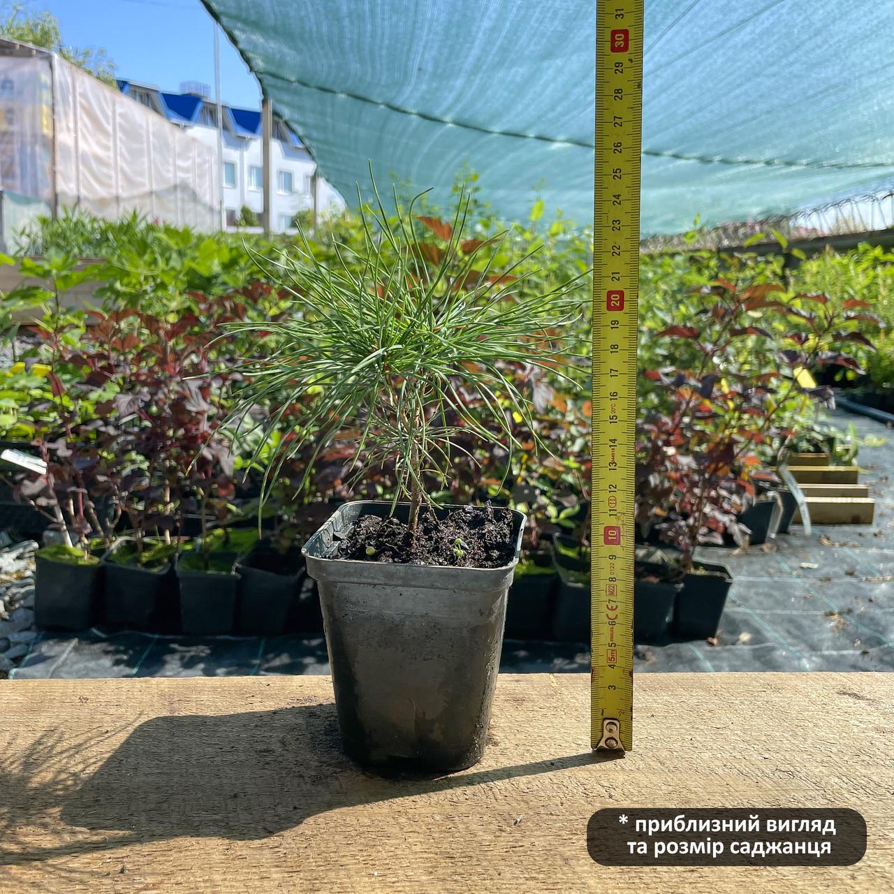 Саженец сосны Веймутовой Pinus strobus Р9 (1099268843) - фото 2