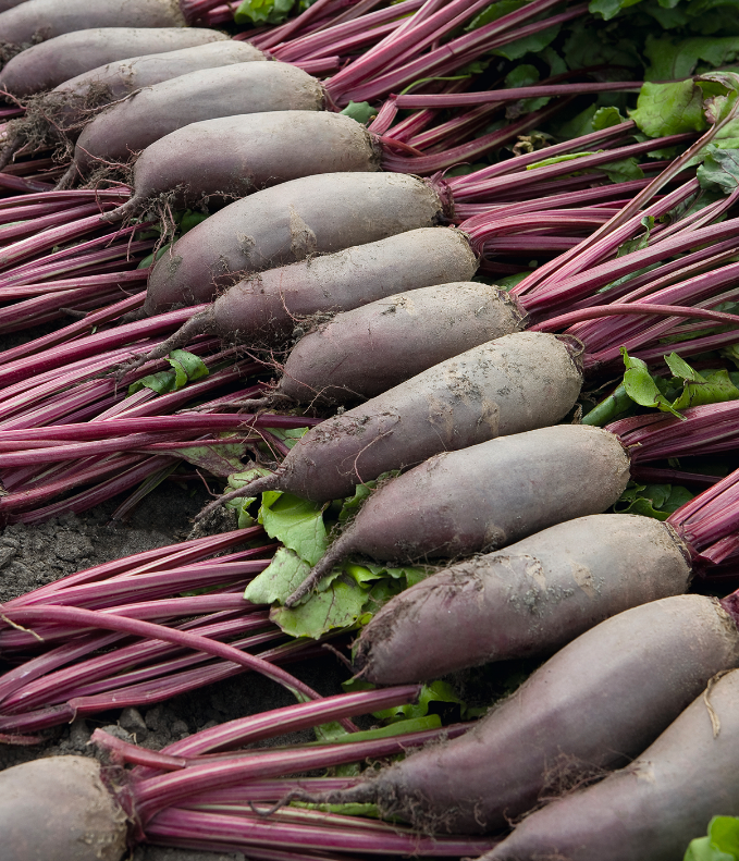 Семена Свекла Таунус F1 ТД Гекса-Украина 01-19-146 200 шт. (IR01149)