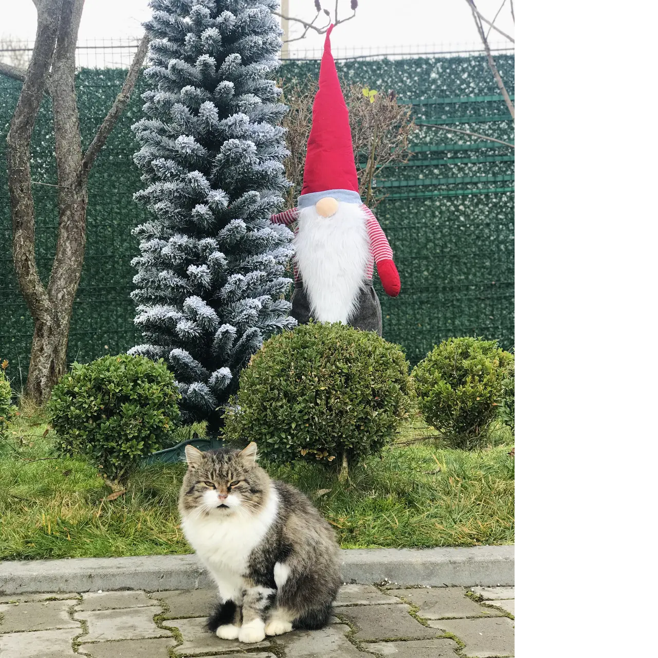 Елка искусственная HVOYA Альпийская узкая заснеженная 180 см (410/180/GS) - фото 5 Елка искусственная HVOYA Альпийская узкая заснеженная 180 см (410/180/GS) - фото 5