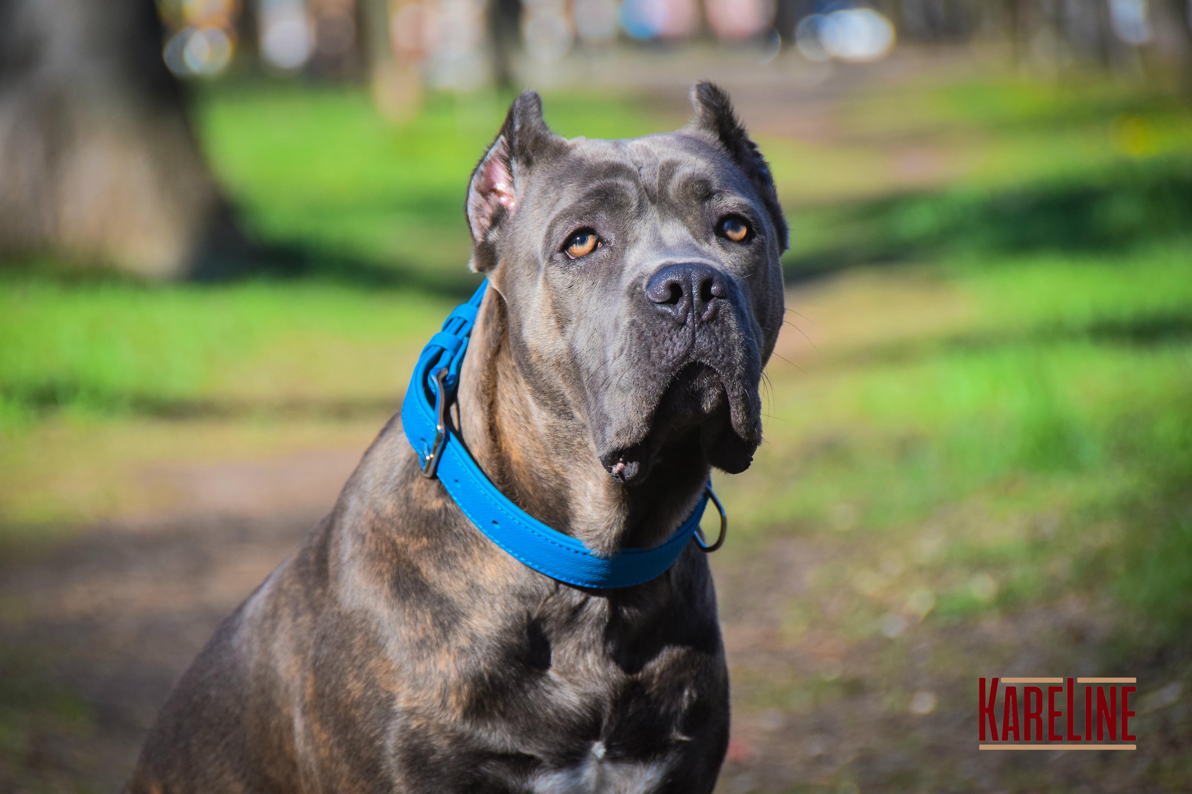 Ошейник KareLine из натуральной кожи 25 мм 380-470 мм Голубой (8071/17) - фото 3