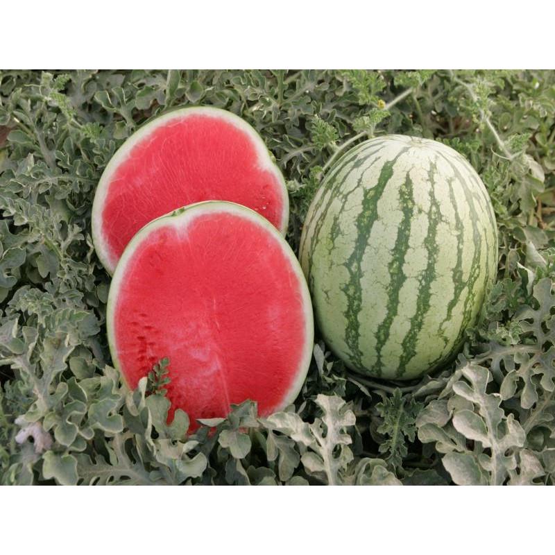 Насіння Кавун Nunhems BOSTON F1 1 000 шт. (2289807392)