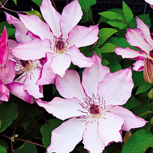 Клематис Omoshiro Florium