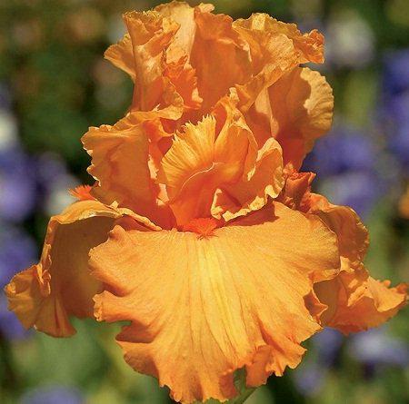 Ирис германский Apricot Silk 1 шт. (38301134)