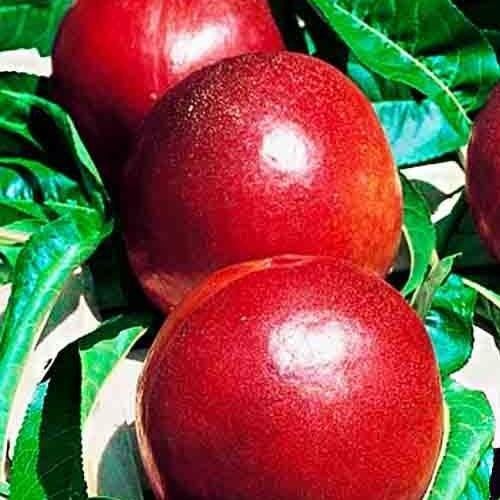 Саджанець Нектарин Ванг-3 лисий персик літній сорт середній термін дозрівання (35799)