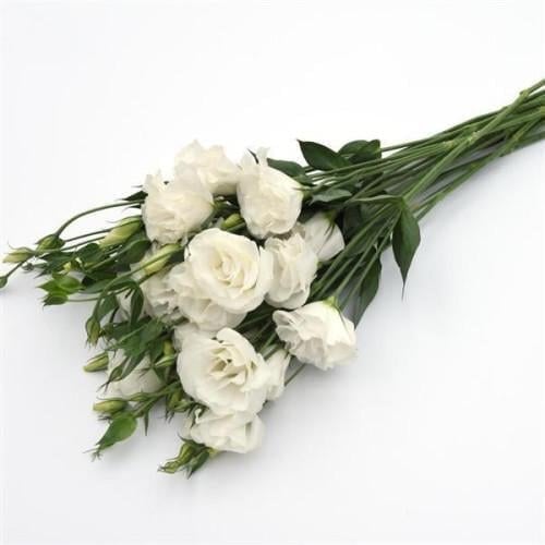 Семена цветов Эустома ABC 3 White (BN01031-2)