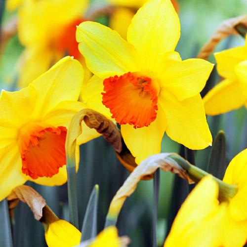 Нарцисс Florium Red devon (5762)