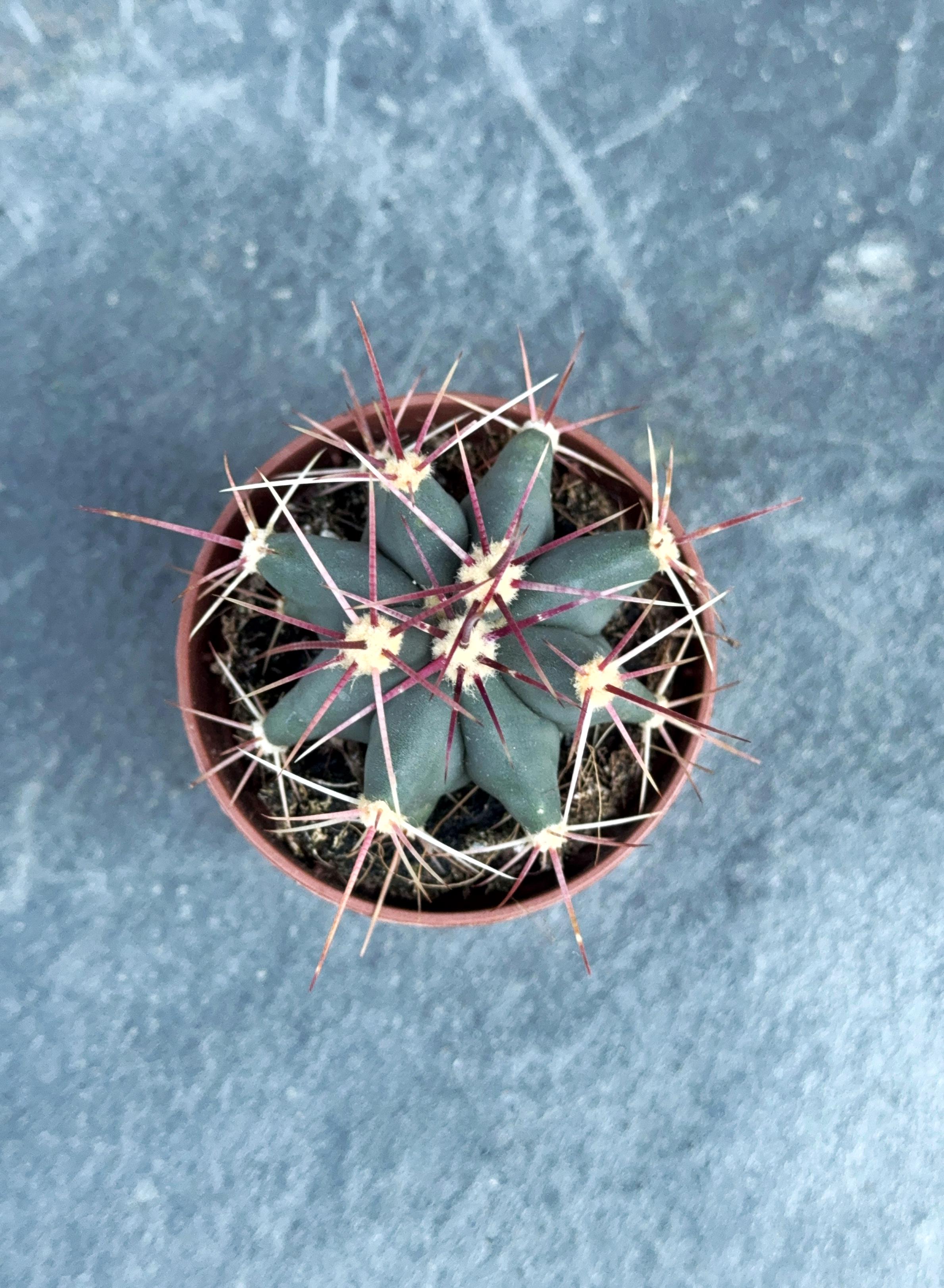 Сукулент Ферокактус прямоколючковий Ferocactus rectispinus 5 см - фото 2