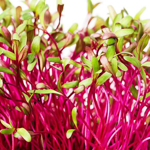 Семена микрозелени Свеклы (14216)