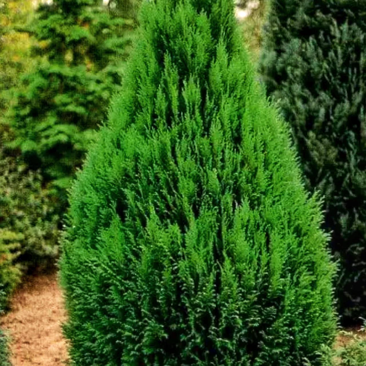 Кипарисовик Эректа Виридис Erecta Viridis 3 шт. (38283921)