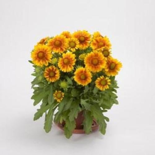 Семена цветов Гайлардия крупноцветковая MESA PEACH Kieft Seed 100 шт. (BN04269-2)