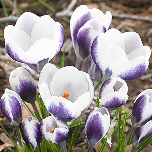 Крокус Florium Prins Claus (3704) - фото 3 Крокус Florium Prins Claus (3704) - фото 3
