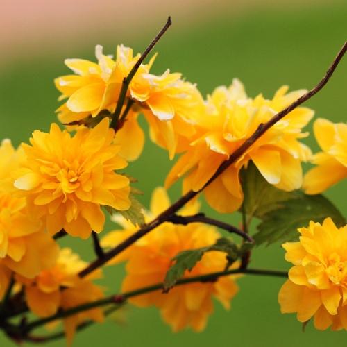 Керия Florium японская (3257)
