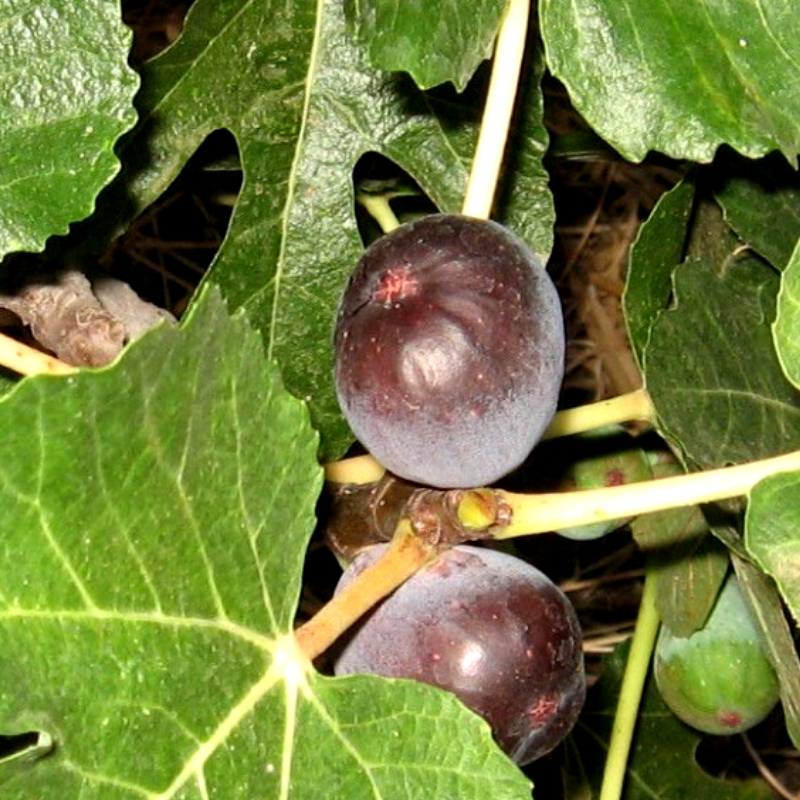 Саженец инжира Randino ремонтантный самоплодный (610711021) - фото 3 Саженец инжира Randino ремонтантный самоплодный (610711021) - фото 3