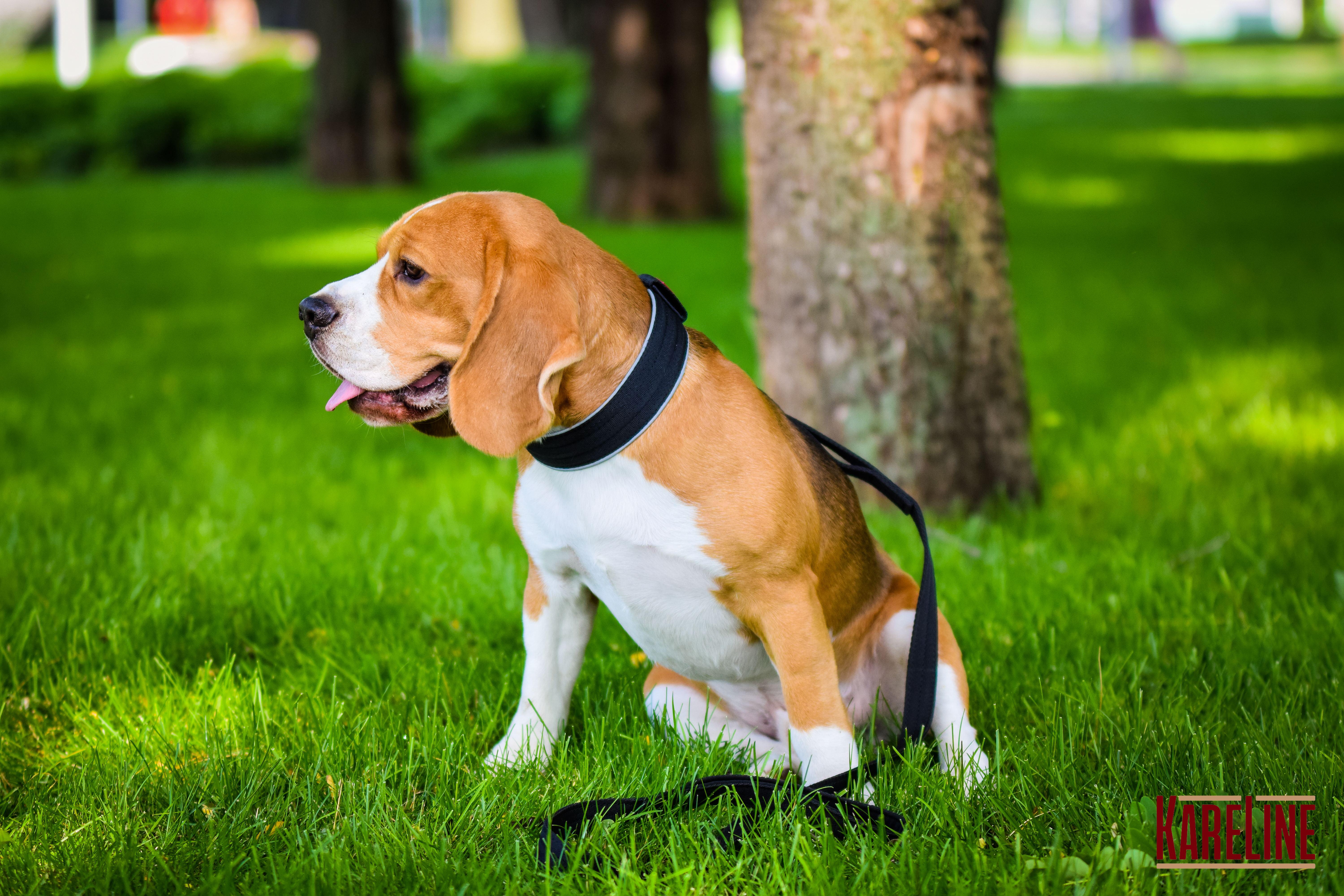 Нашийник KareLine посилений нейлоновий зі світловідбивним кантом 25 мм 380-460 мм Чорний (0951/1) - фото 3