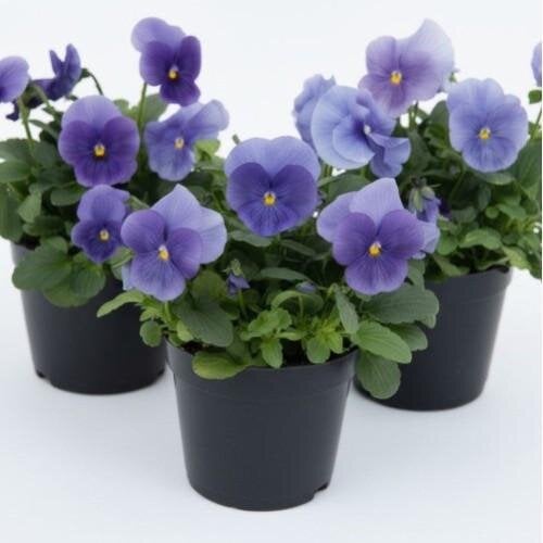 Семена цветов Виола рогатая Sakata Grandissimo True Blue 500 шт. (BN13163-2)