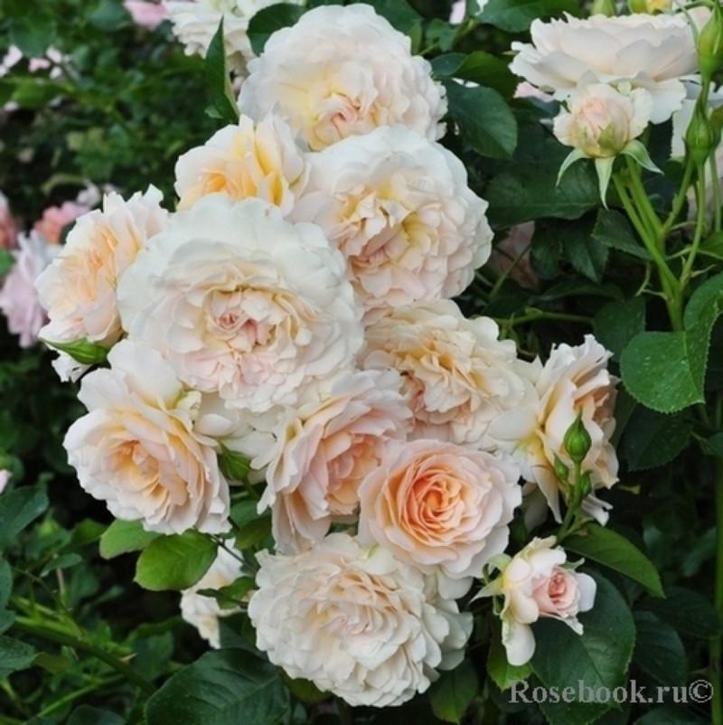 Роза Excalibur Флорибунда в контейнере (2669458411) - фото 2 Роза Excalibur Флорибунда в контейнере (2669458411) - фото 2