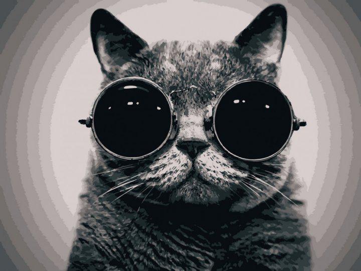 Картина по номерам ART CRAFT Кот Морфеус 50х40 см (11607-АС)