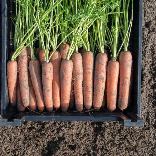 Семена Морковь Канада F1 ТД Гекса-Украина 2500 шт. 01-17-267 (IR00975)