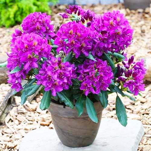 Рододендрон Florium Marcel Menard (16541)