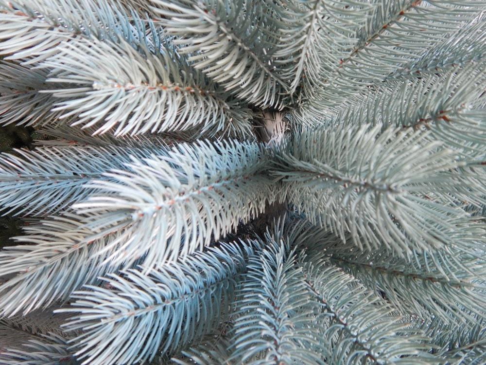 Елка литая Буковельская 2,30 м Голубой - фото 2 Елка литая Буковельская 2,30 м Голубой - фото 2