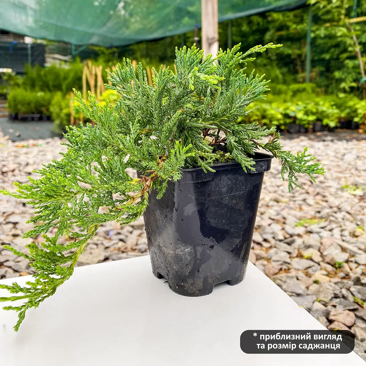 Саджанець ялівцю горизонтального Juniperus horizontalis Wiltonii Р9 (644871171) - фото 4 Саджанець ялівцю горизонтального Juniperus horizontalis Wiltonii Р9 (644871171) - фото 4