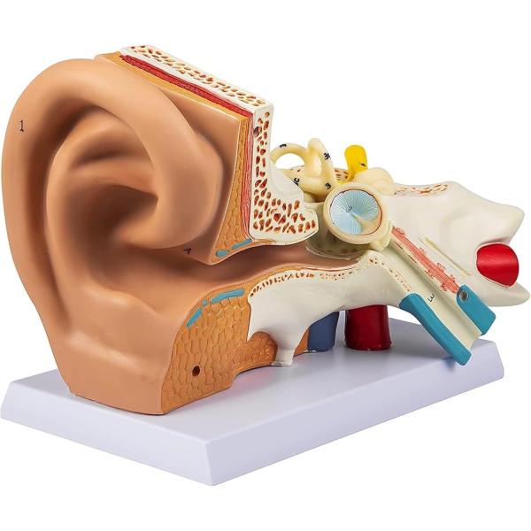 Модель анатомическая уха человека 5х обучающая модель из ПВХ с маркировкой Модель анатомическая уха человека 5х обучающая модель из ПВХ с маркировкой