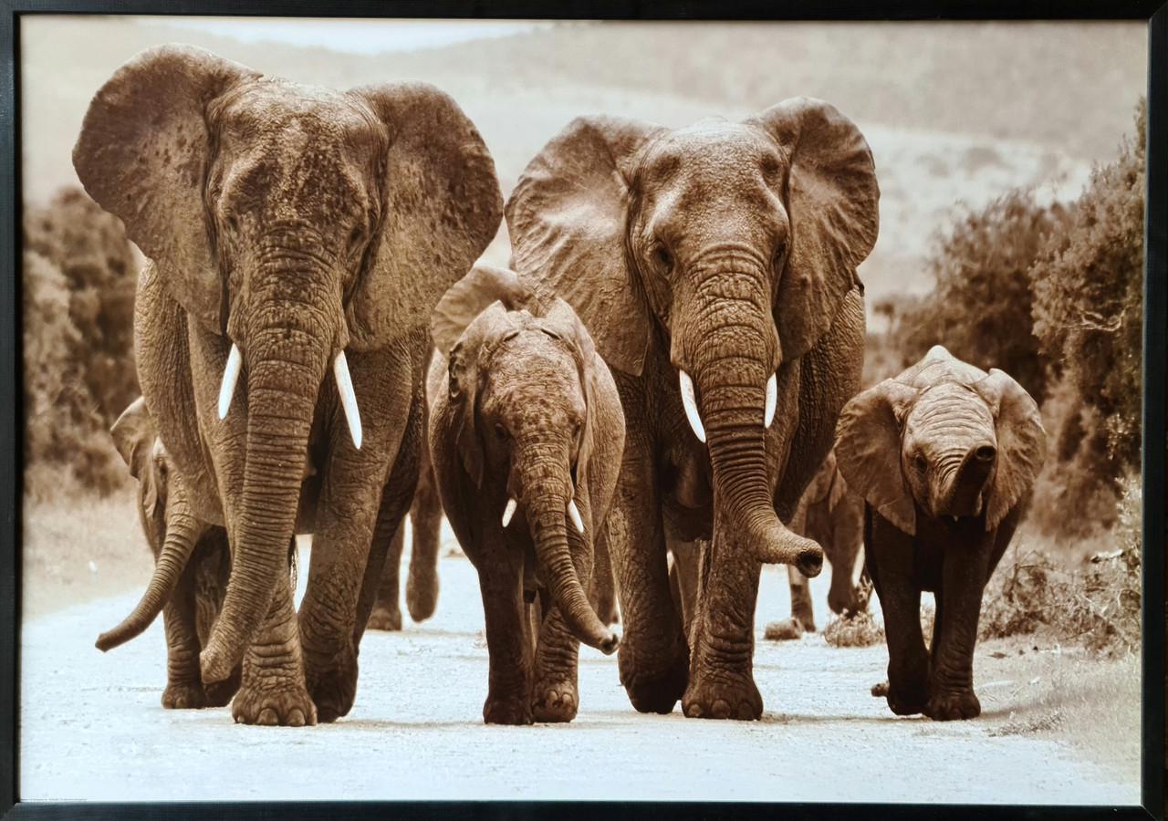 Фотокартина в дерев'яній рамі Elephants 7 70х100 см (POS-70100-299)