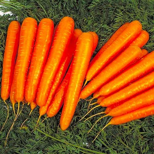 Насіння Морква Florium Лагуна F1 (4872) Насіння Морква Florium Лагуна F1 (4872)