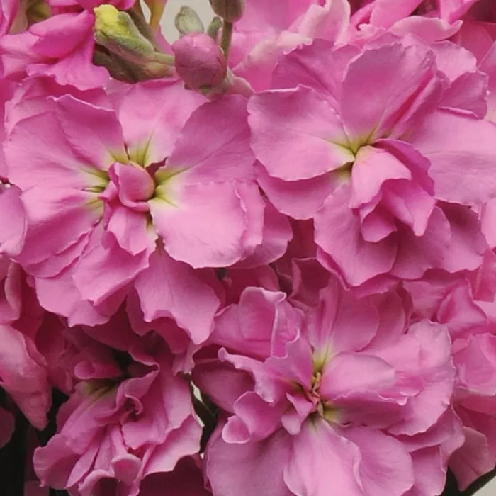 Семена цветов Левкой поле срез COLUMN ROSE Pink (BN01557)