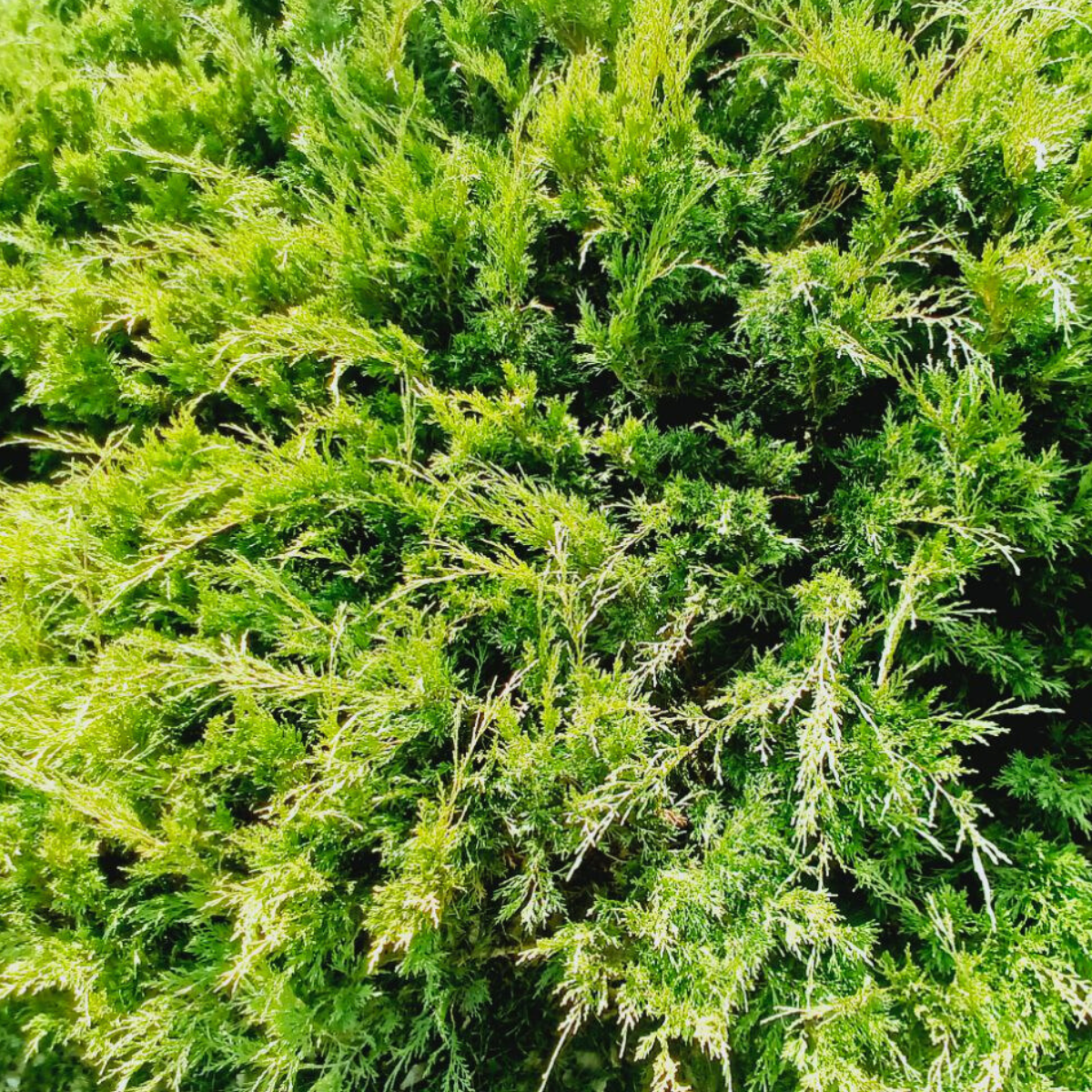Можжевельник обыкновенный Green Carpet С1 (2669429285)