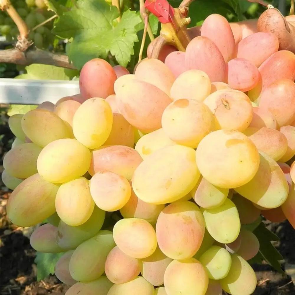 Саженец винограда Ух ты 2 летний (14966026)