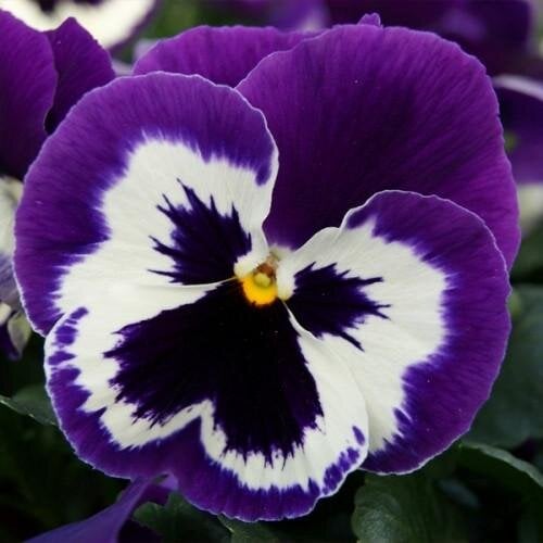 Семена цветов Виола Xtrada Violet Face Hem Genetics 1000 шт. (BN09631)