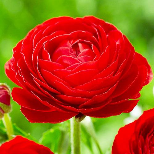 Ранункулюс Florium Aviv Red (11320)