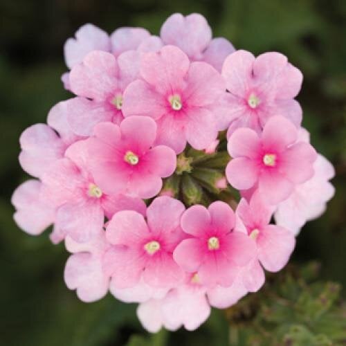 Семена цветов Вербена Obsession Cascade Pink Shades Syngenta 5 шт. (BN07515-4)